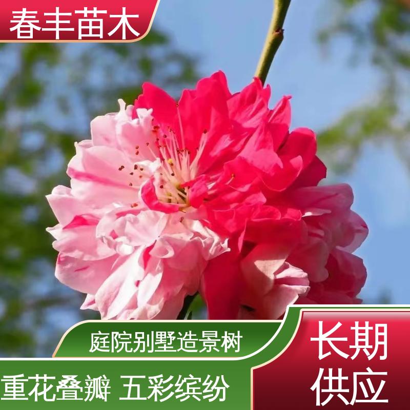 春丰苗木 基地供应 紫叶桃5-9公分 重花叠瓣 效果佳