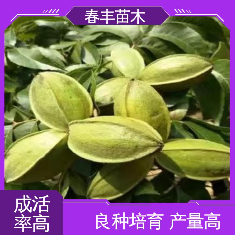 春丰苗木 碧根果袋装苗2公分粗 品种纯正 果材兼用 易成活