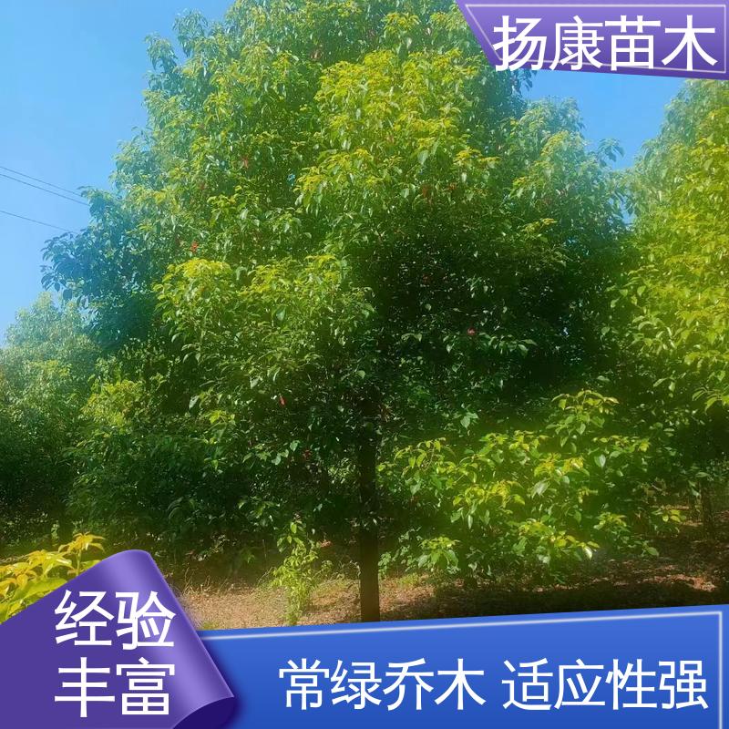 扬康苗木 湖 南香樟 园林景区栽植 树形丰富 成活率高