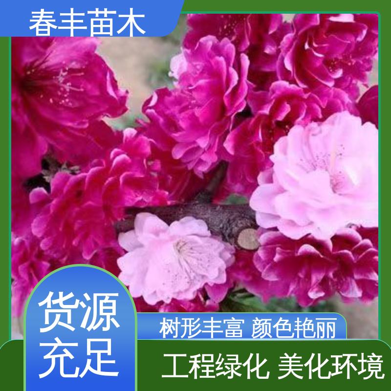 春丰苗木 基地现挖 品虹5-9公分 花叶秀丽 易成活