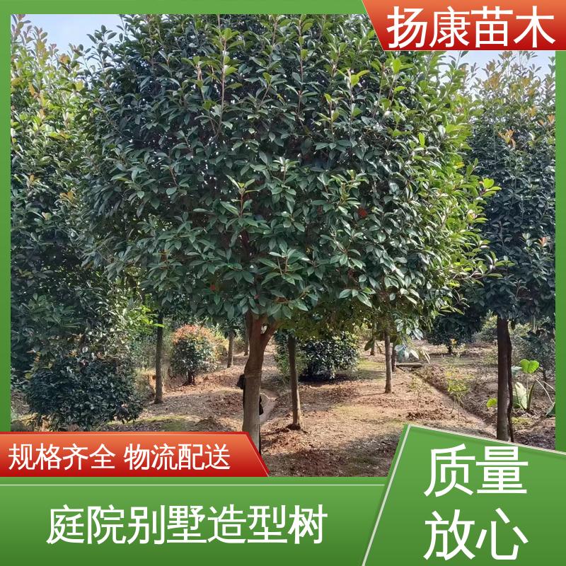 扬康苗木 小楠 绿化工程行道树 高成活率 规格齐全