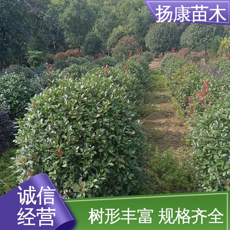 扬康苗木 基地供应 红叶石楠球 园林绿化专用树 枝叶紧密 美丽多姿