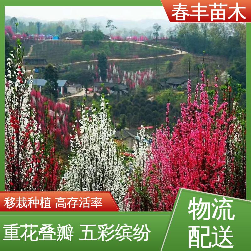 春丰苗木 基地供应 绯桃40元装车 花叶秀丽 易成活