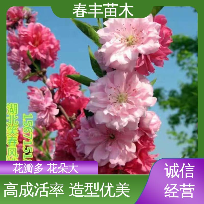 春丰苗木 基地现挖 龙柱碧桃40元装车 成活率高 适应性强