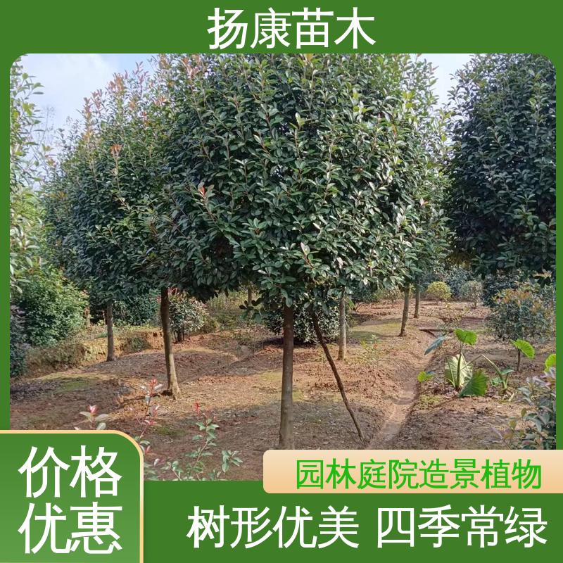 扬康苗木 红叶石楠球 绿化工程行道树 树形丰富 成活率高