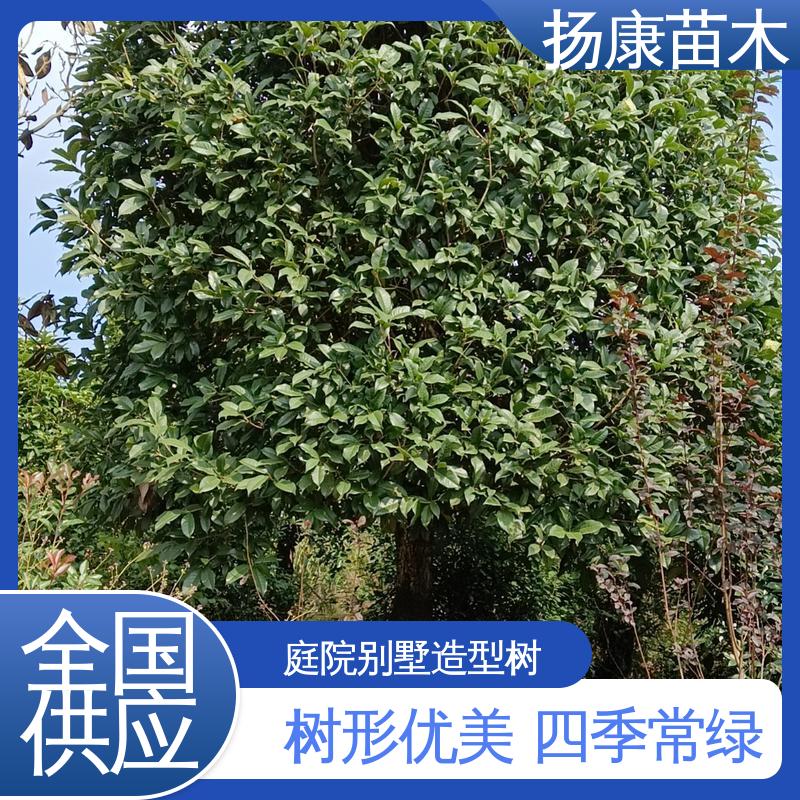 扬康苗木 截杆移植香樟 园林绿化专用树 树形丰富 成活率高