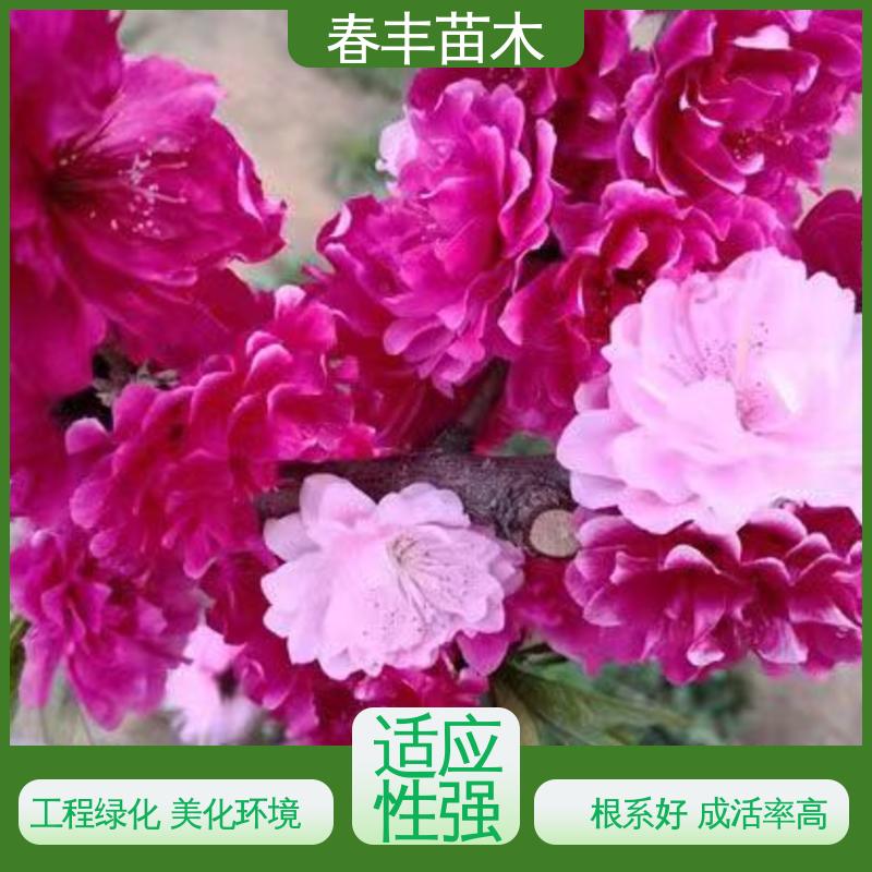 春丰苗木 基地供应 粉碧桃30元打土球上车 移栽种植 高存活率