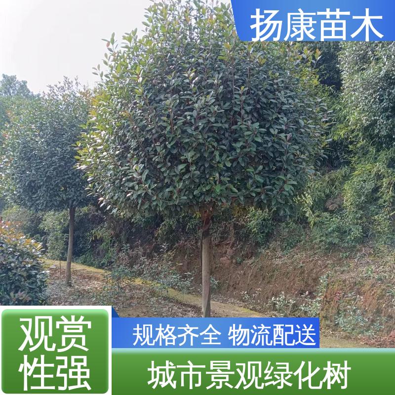 扬康苗木 基地供应 红叶南栓 园林庭院造景植物 环境适应性强
