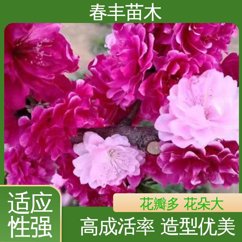 春丰苗木 基地供应 红碧桃50元上车价 花色多样