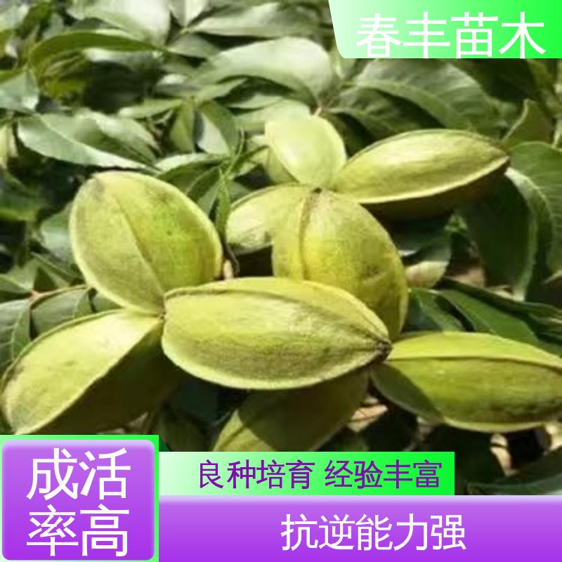 春丰苗木 美国山核桃苗基地2元批零销售 多品种 成活率高 适应性强