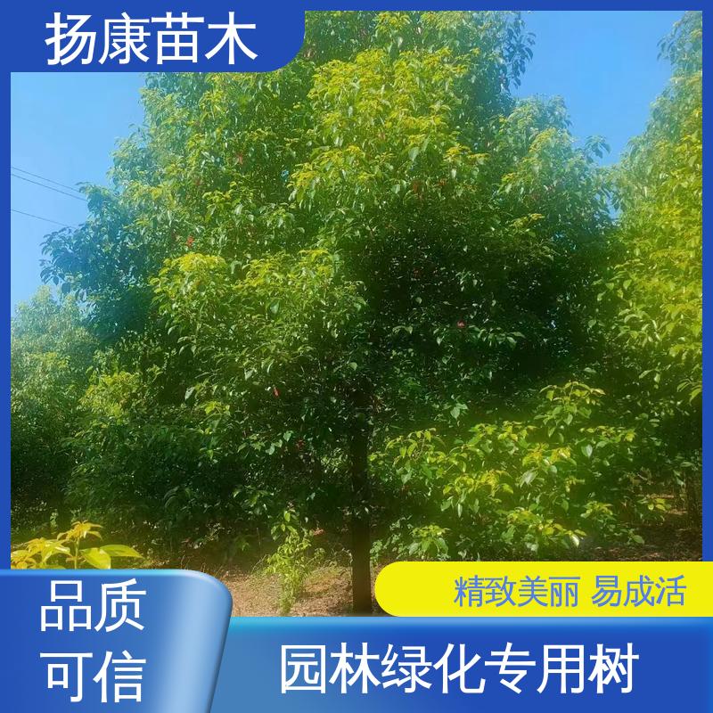 扬康苗木 香樟批发 庭院小区绿化造景树 树形丰富 成活率高