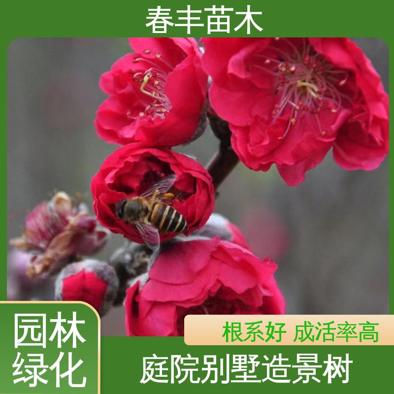 春丰苗木 观赏桃树5公分 树形丰富 花香四溢 移栽种植 高存活率
