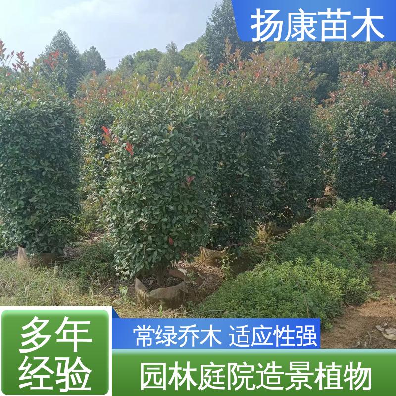 扬康苗木 基地供应 红叶石楠 道路绿化行道苗 高成活率 规格齐全