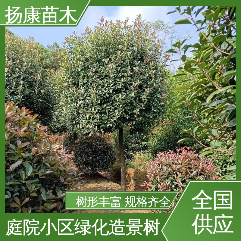 扬康苗木 基地供应 纸石楠球 庭院小区绿化造景树 精致美丽 易成活