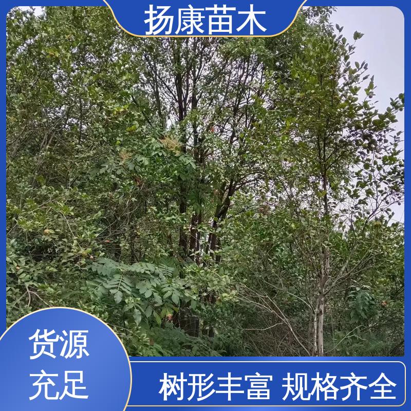 扬康苗木 50公分香樟 园林绿化工程设计 高成活率 规格齐全