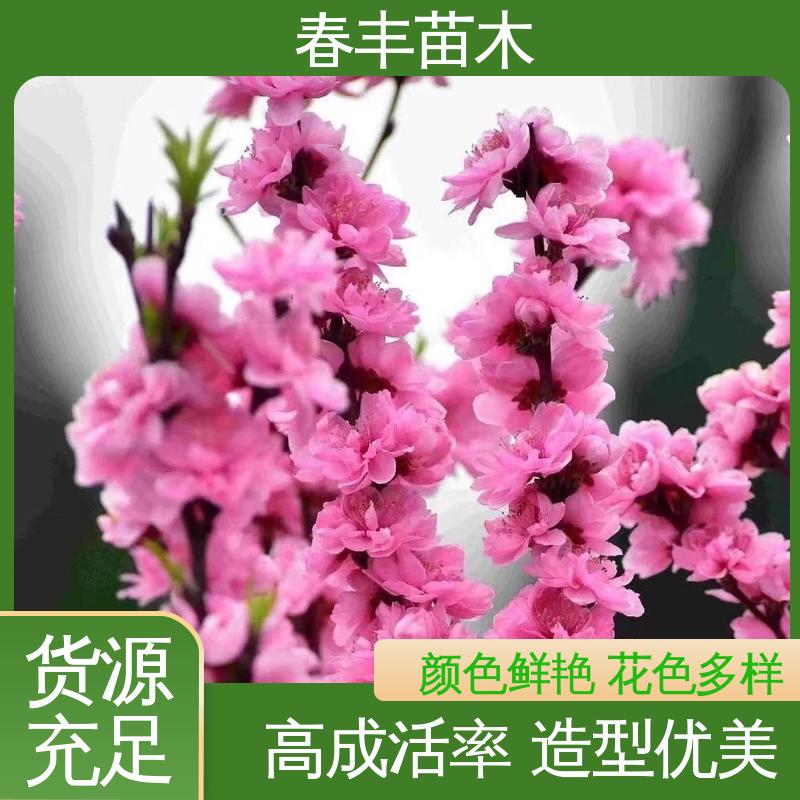 春丰苗木 基地供应 粉花碧桃50元上车价 花色多样