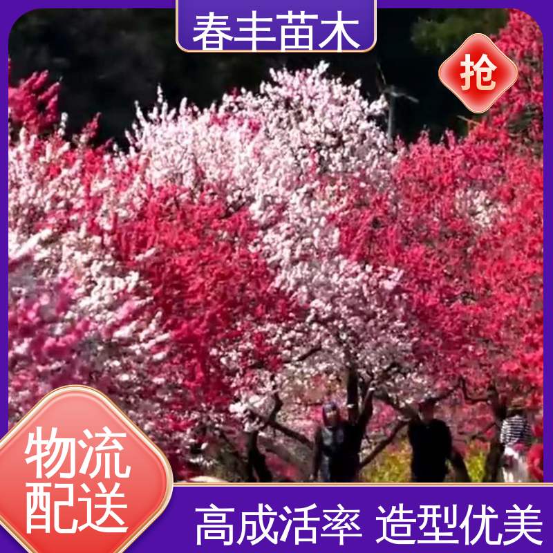 春丰苗木 观赏桃苗1米高 庭院别墅造景树 移栽种植 高存活率
