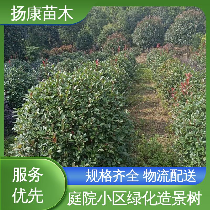 扬康苗木 基地供应 红叶石楠球 城市景观绿化树 高成活率 规格齐全