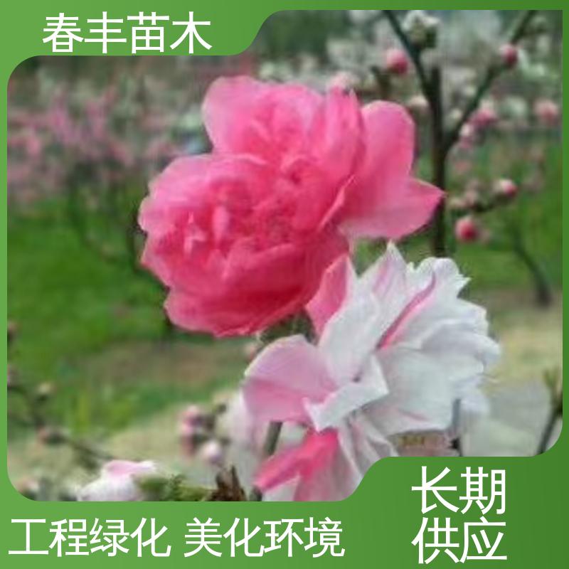 春丰苗木 基地现挖 垂枝桃花30元打土球上车 颜色鲜艳 花色多样