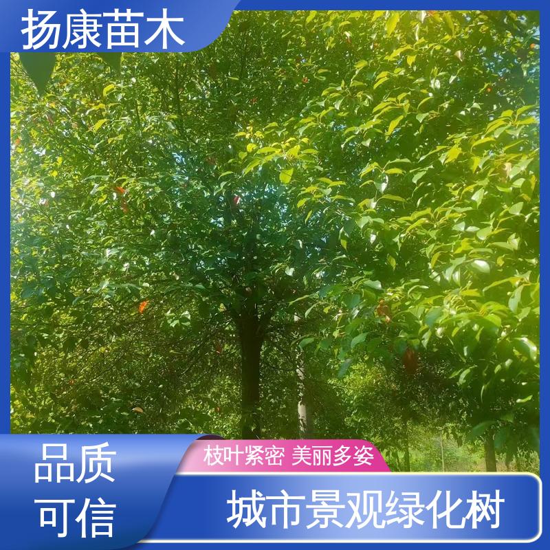 扬康苗木 湖 南香樟 园林绿化专用树 高端大气美观