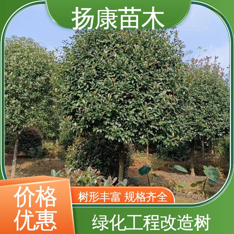 扬康苗木 基地供应 红叶石楠 绿化工程改造苗 高成活率 规格齐全