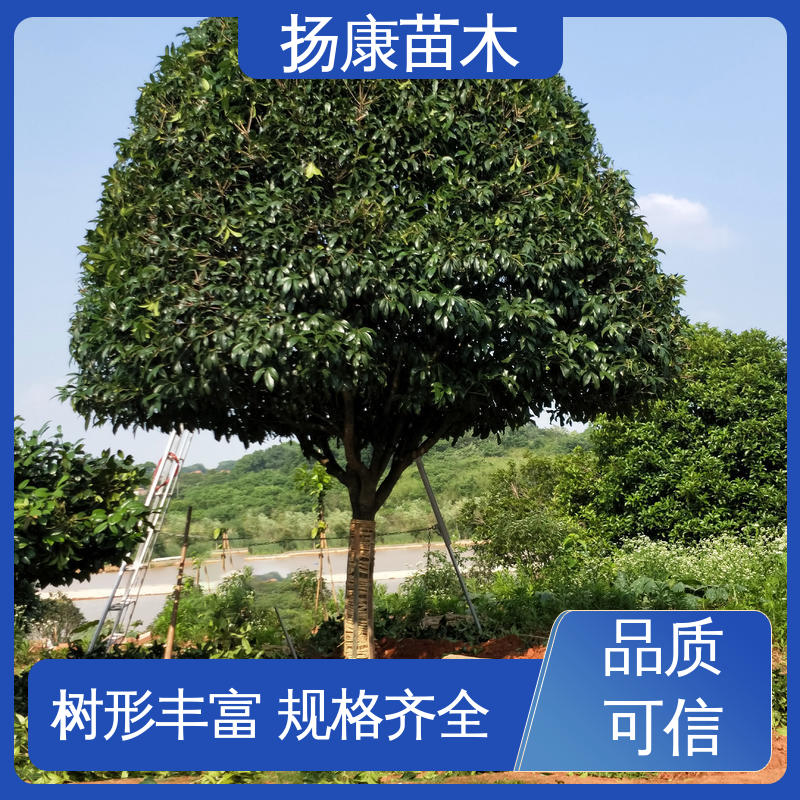 扬康苗木 香樟批发 绿化工程改造苗 环境适应性强