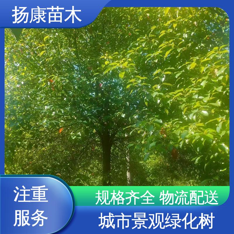 扬康苗木 湖 南香樟 道路绿化行道苗 观赏价值高