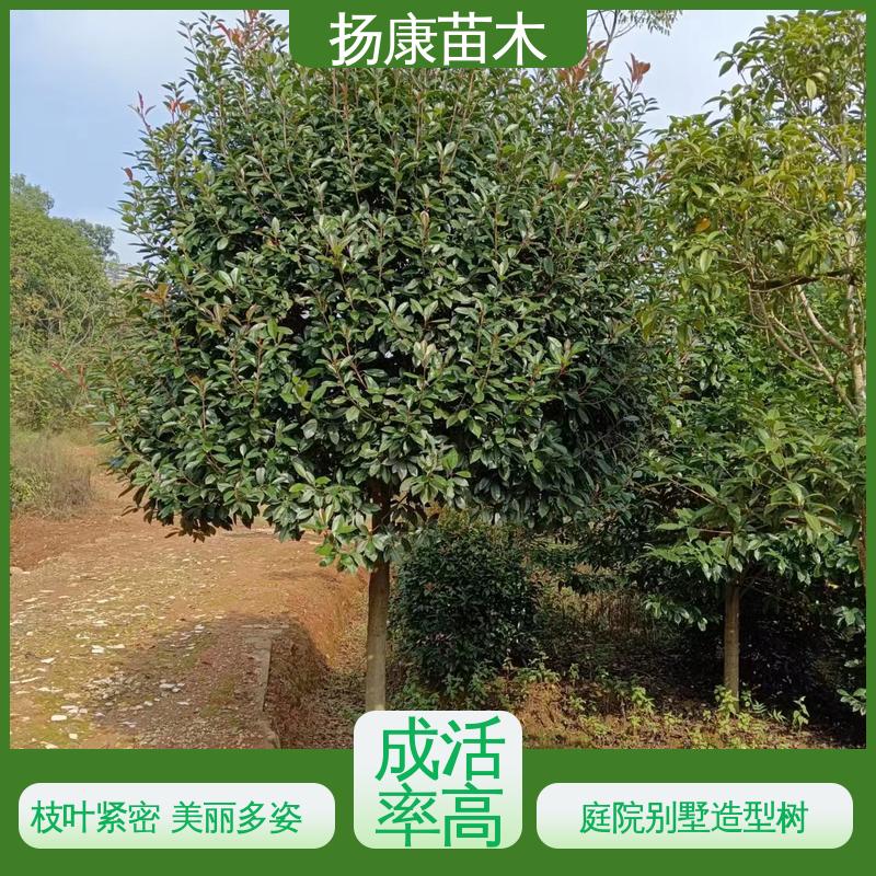 扬康苗木 红叶石楠球 庭院小区绿化造景树 枝叶紧密 美丽多姿