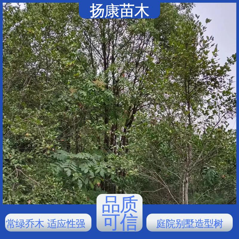 扬康苗木 30公分香樟 园林景区栽植 环境适应性强