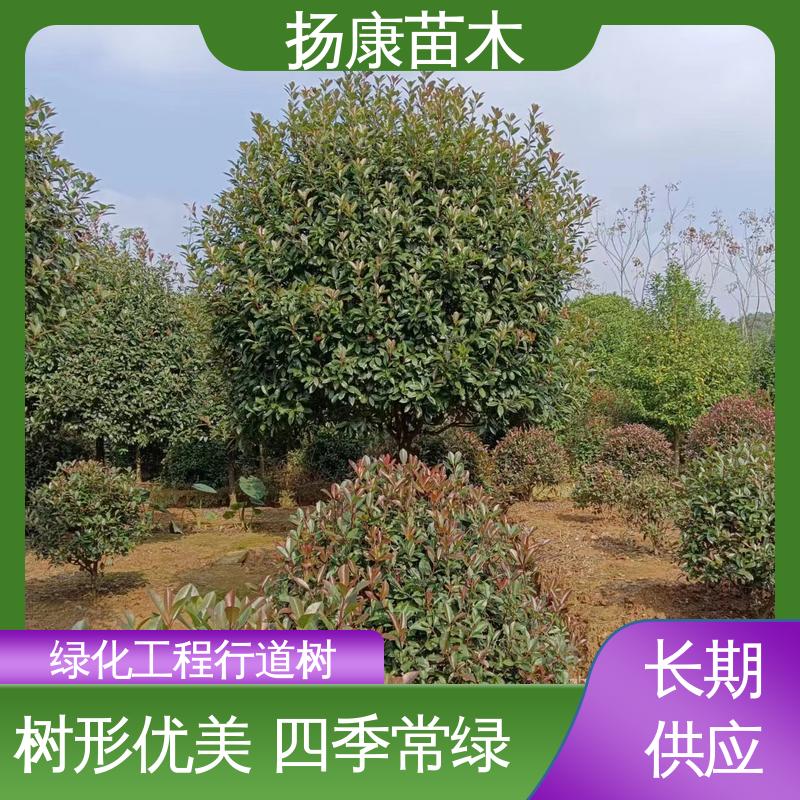 扬康苗木 基地供应 红叶石楠 园林景区栽植 树形丰富 成活率高