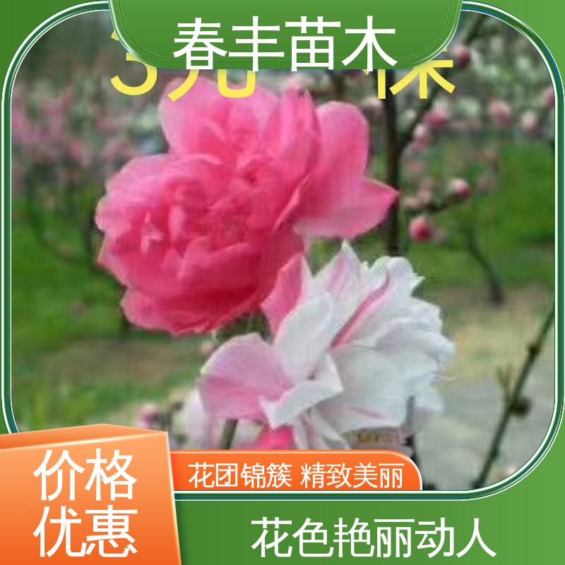 春丰苗木 基地供应 二色桃花5-9公分 颜色鲜艳 花色多样