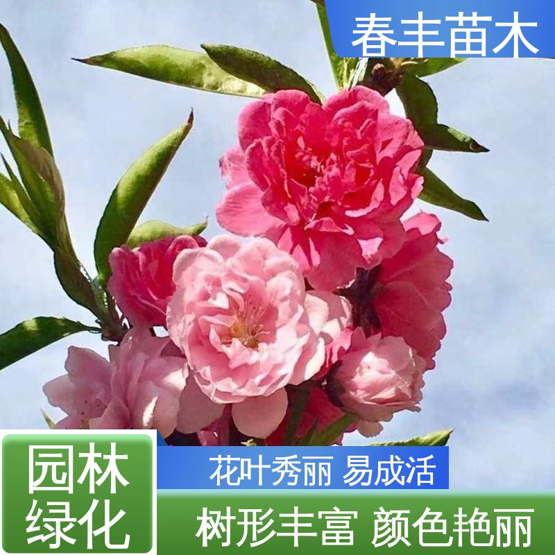 春丰苗木 基地供应 品霞 8-10公分 重花叠瓣 效果佳