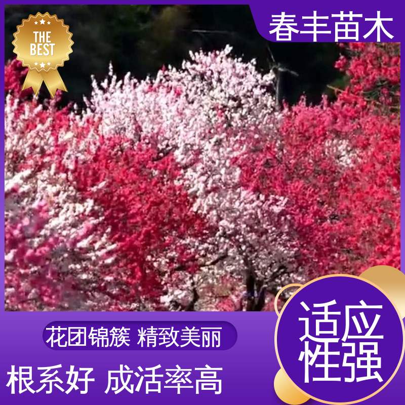 春丰苗木 观赏桃树5公分 工程绿化 美化环境 花瓣多 花朵大 效果佳