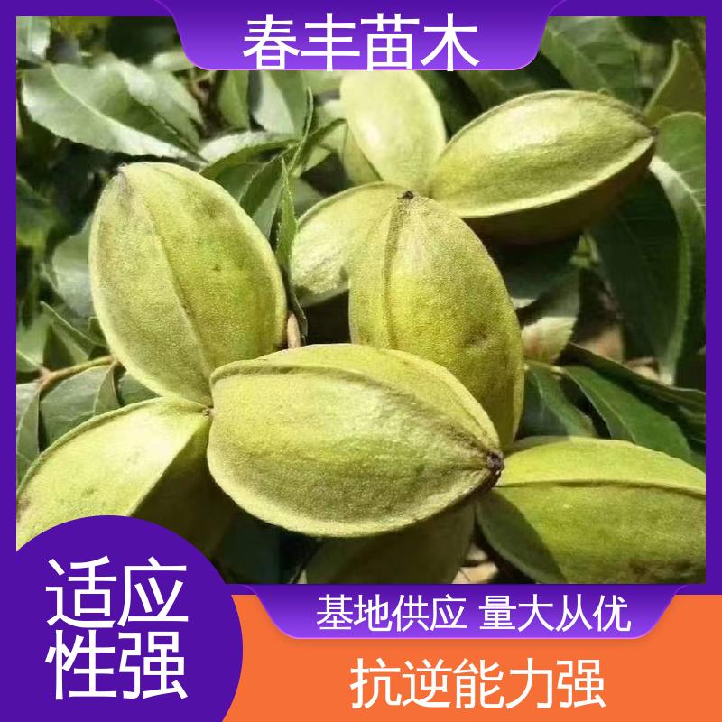 春丰苗木 美国山核桃袋苗1米高 多品种 成活率高 适应性强