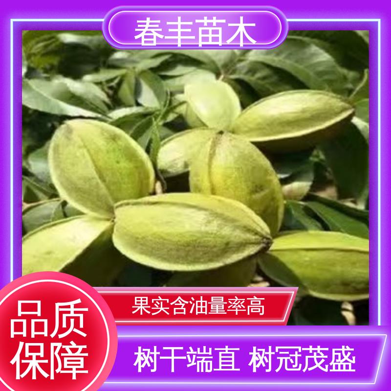 春丰苗木 碧根果杯装苗2公分粗 品质好 果材兼用 易成活