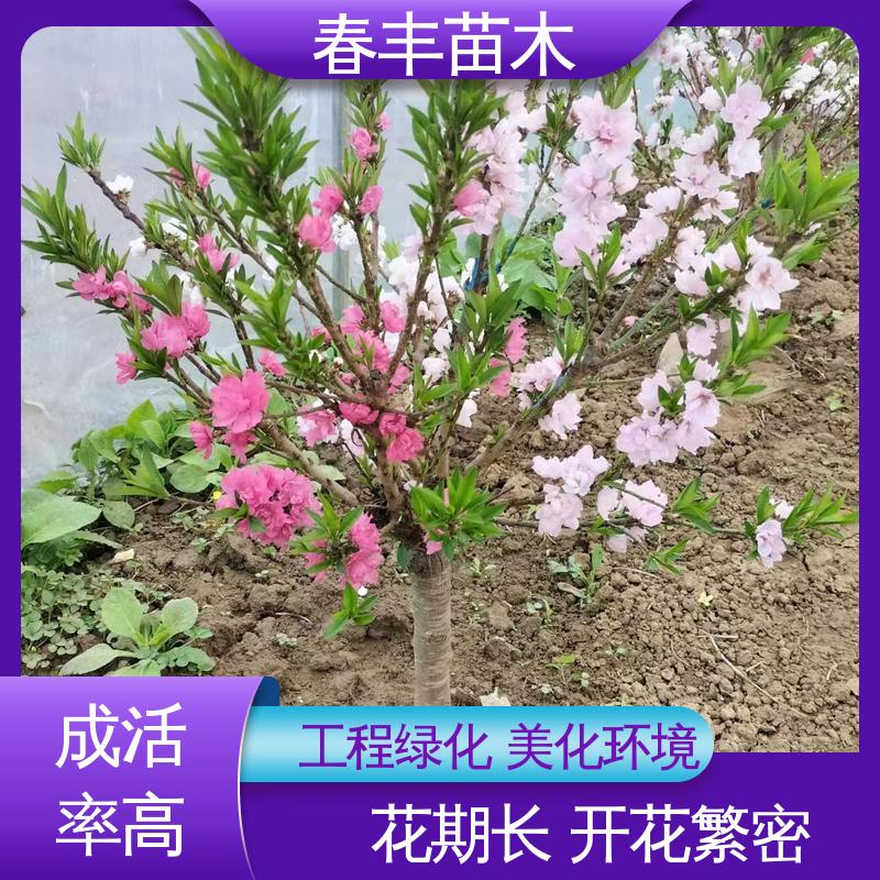 春丰苗木 找桃树苗重点培育 园林庭院造景植物 花瓣多 花朵大 效果佳
