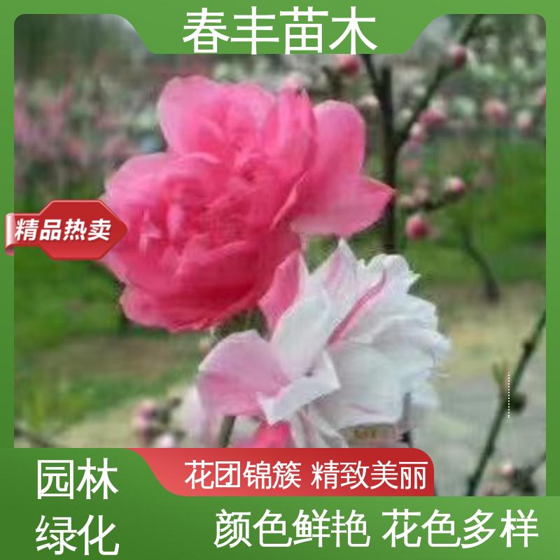 春丰苗木 观赏桃花苗重点培育 绿化工程行道树 颜色鲜艳 花色多样