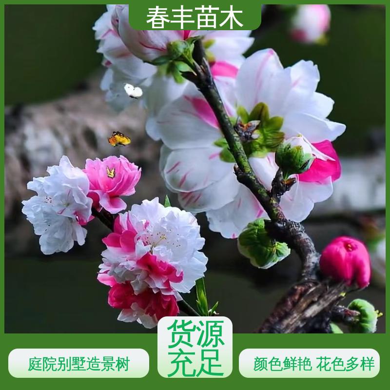 春丰苗木 基地供应 青叶碧桃50元上车价 颜色鲜艳 花色多样