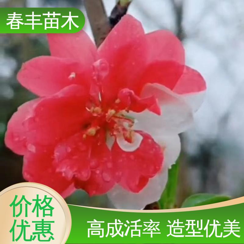 春丰苗木 基地现挖 红叶碧桃6-8公分 花叶秀丽 易成活