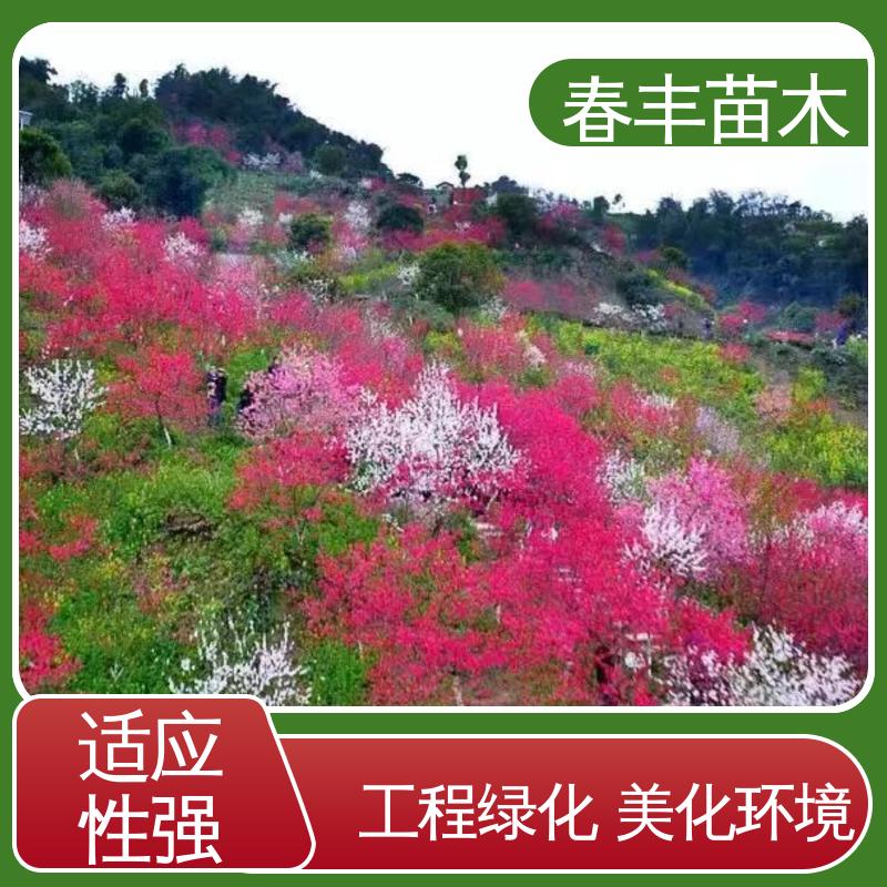 春丰苗木 观赏桃树苗重点培育 公园景区装饰绿植 成活率高 适应性强