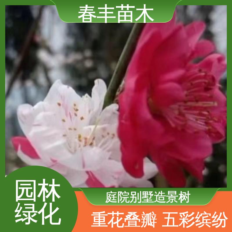 春丰苗木 基地现挖 山碧桃5-9公分 质量合格 一条龙培育