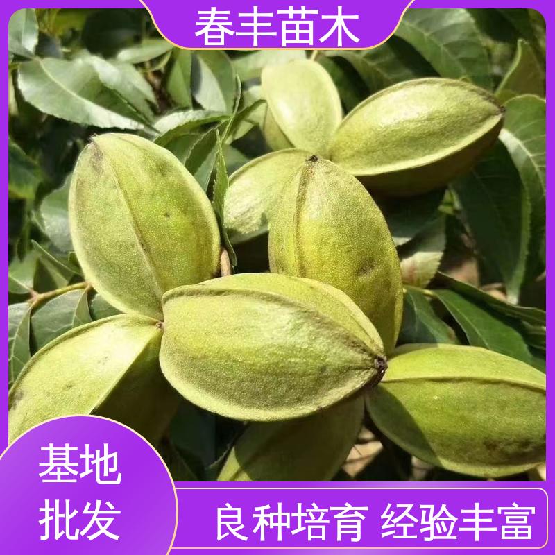 春丰苗木 美国山核桃杯装苗3元一株 果才兼用 高成活率 货源充足