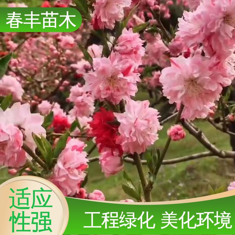 春丰苗木 基地供应 垂枝桃6-8公分 包装好 成活率高