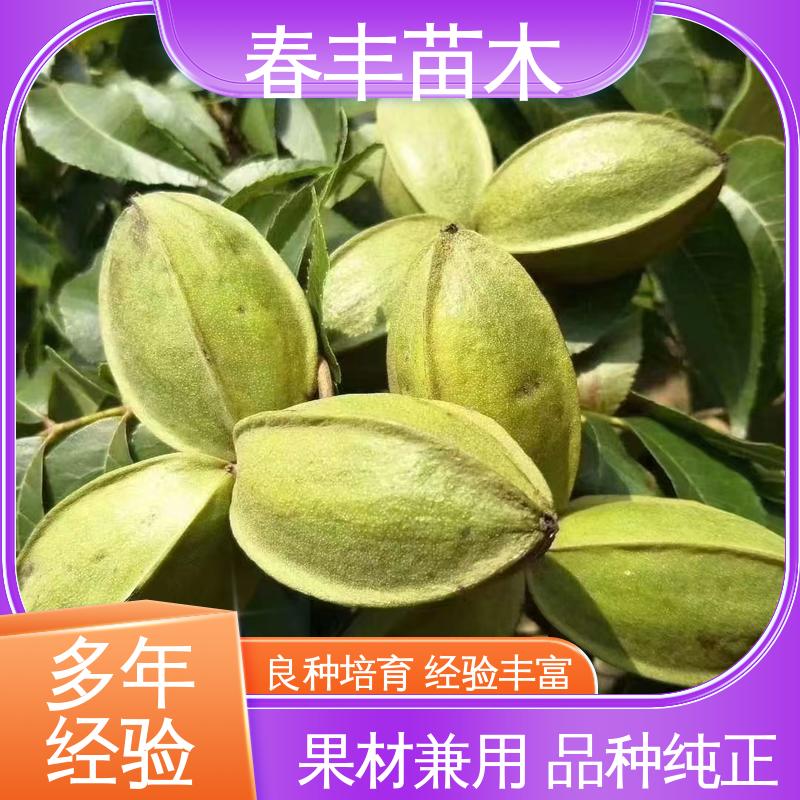 春丰苗木 美国核桃苗基地生产 品种纯正 根系发达 耐水湿