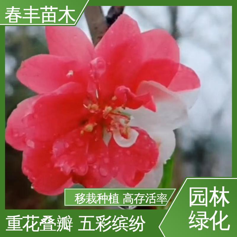 春丰苗木 基地现挖 绿花桃6-8公分 质量合格 一条龙培育