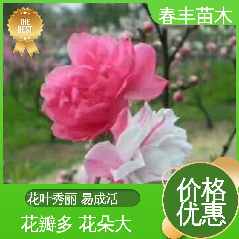 春丰苗木 桃花苗1米高 公园景区装饰绿植 高成活率 造型优美