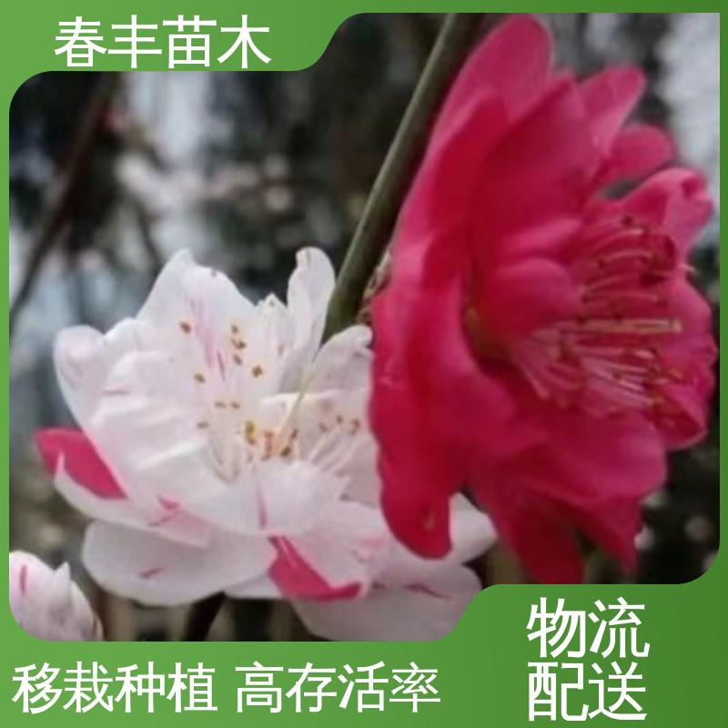 春丰苗木 基地现挖 红叶碧桃50元上车价 花叶秀丽 易成活