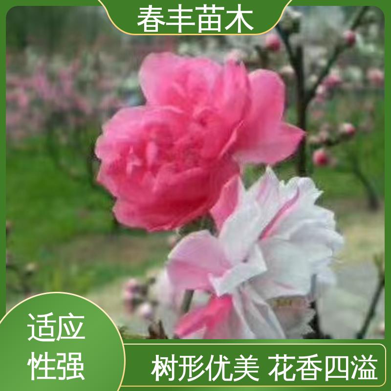 春丰苗木 基地现挖 粉花碧桃 8-10公分 移栽种植 高存活率