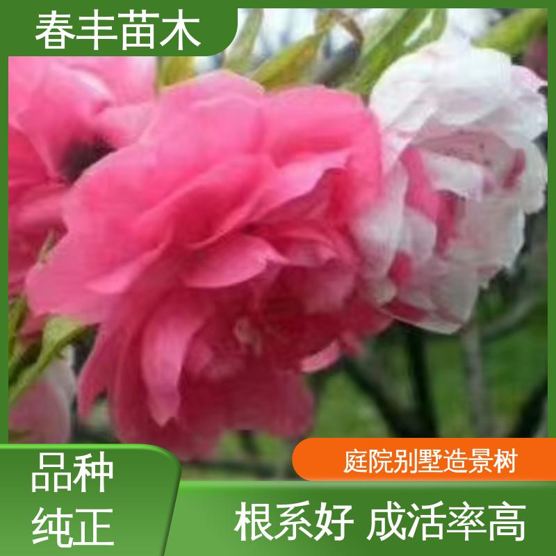 春丰苗木 基地现挖 红花碧桃50元上车价 花瓣多 花朵大 