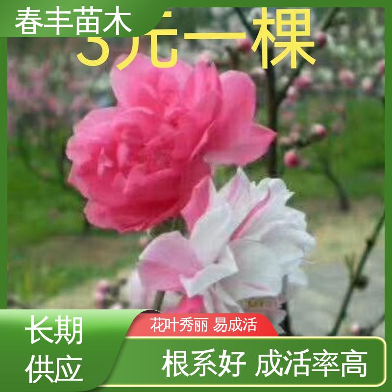 春丰苗木 基地现挖 招手桃50元上车价 移栽种植 高存活率